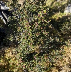 Phebalium squamulosum subsp. ozothamnoides at Uriarra, NSW - 30 Jul 2023