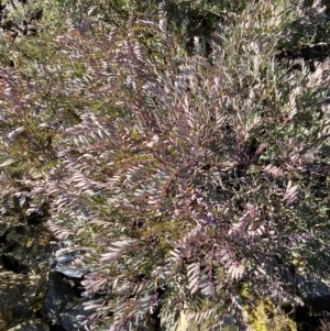 Polyscias sambucifolia subsp. Short leaflets (V.Stajsic 196) Vic. Herbarium at Uriarra, NSW - 30 Jul 2023