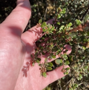 Phebalium squamulosum subsp. ozothamnoides at Uriarra, NSW - 30 Jul 2023