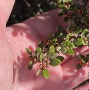 Phebalium squamulosum subsp. ozothamnoides at Uriarra, NSW - 30 Jul 2023