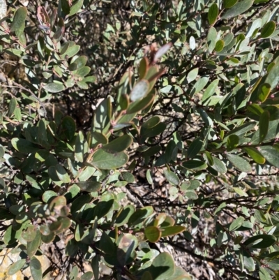 Daviesia mimosoides subsp. acris (Blunt-Leaf Bitter-Pea) at Uriarra, NSW - 30 Jul 2023 by Tapirlord