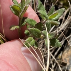 Gonocarpus tetragynus (Common Raspwort) at Uriarra, NSW - 30 Jul 2023 by Tapirlord