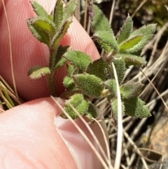 Gonocarpus tetragynus at Uriarra, NSW - 30 Jul 2023