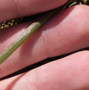 Bulbine glauca at Uriarra, NSW - 30 Jul 2023