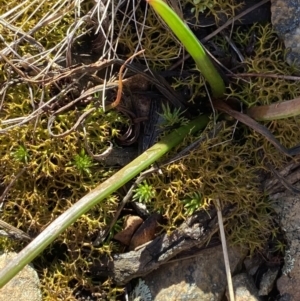 Bulbine glauca at Uriarra, NSW - 30 Jul 2023