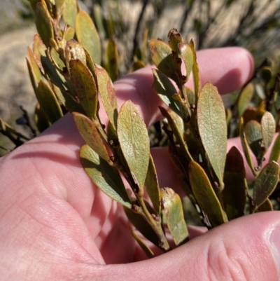 Daviesia mimosoides subsp. acris (Blunt-Leaf Bitter-Pea) at Uriarra, NSW - 30 Jul 2023 by Tapirlord