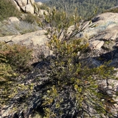 Daviesia mimosoides subsp. acris at Uriarra, NSW - 30 Jul 2023