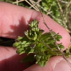 Euphrasia collina at Uriarra, NSW - 30 Jul 2023