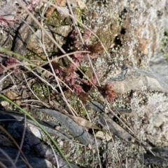 Crassula sieberiana at Uriarra, NSW - 30 Jul 2023 10:05 AM