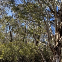 Eucalyptus viminalis (Ribbon Gum) at Uriarra, NSW - 30 Jul 2023 by Tapirlord