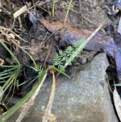 Oreomyrrhis eriopoda at Uriarra, NSW - 30 Jul 2023