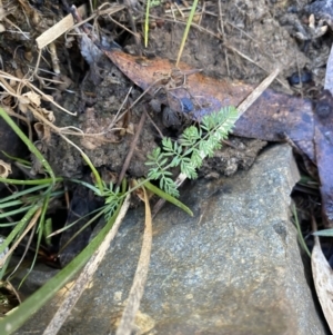 Oreomyrrhis eriopoda at Uriarra, NSW - 30 Jul 2023