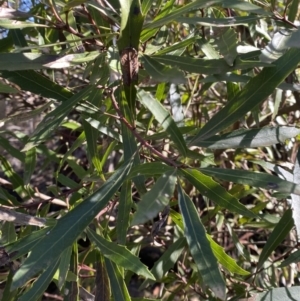 Lomatia myricoides at Uriarra, NSW - 30 Jul 2023