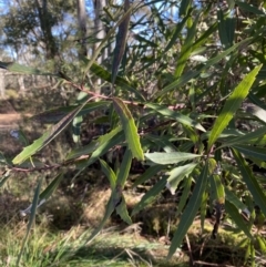 Lomatia myricoides at Uriarra, NSW - 30 Jul 2023