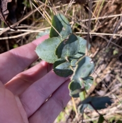 Veronica perfoliata (Digger's Speedwell) at Uriarra, NSW - 30 Jul 2023 by Tapirlord