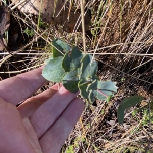 Veronica perfoliata at Uriarra, NSW - 30 Jul 2023