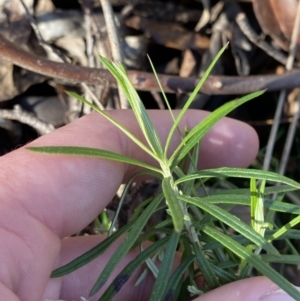 Cassinia longifolia at Uriarra, NSW - 30 Jul 2023