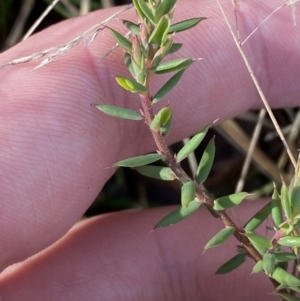 Leucopogon fletcheri subsp. brevisepalus at Uriarra, NSW - 30 Jul 2023