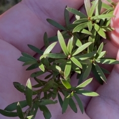 Kunzea peduncularis (Mountain Burgan) at Uriarra, NSW - 29 Jul 2023 by Tapirlord