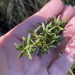 Kunzea peduncularis at Uriarra, NSW - 30 Jul 2023