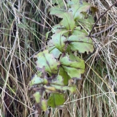 Veronica derwentiana (Derwent Speedwell) at Uriarra, NSW - 29 Jul 2023 by Tapirlord