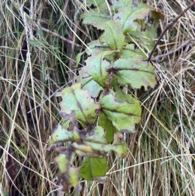 Veronica derwentiana (Derwent Speedwell) at Uriarra, NSW - 29 Jul 2023 by Tapirlord