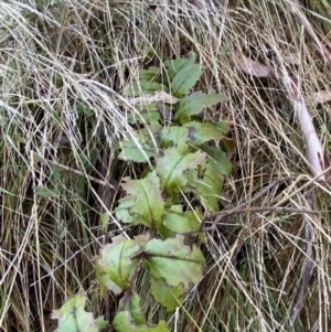 Veronica derwentiana at Uriarra, NSW - 30 Jul 2023