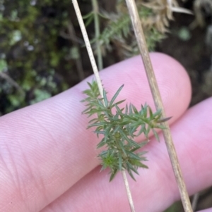 Asperula scoparia at Uriarra, NSW - 30 Jul 2023