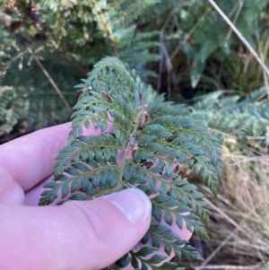 Polystichum proliferum at Uriarra, NSW - 30 Jul 2023 09:36 AM