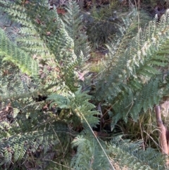 Polystichum proliferum at Uriarra, NSW - 30 Jul 2023 09:36 AM