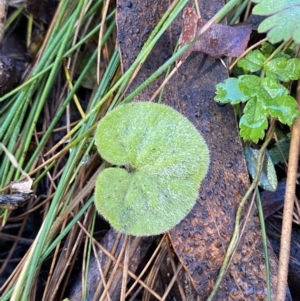 Dichondra repens at Uriarra, NSW - 30 Jul 2023 09:36 AM