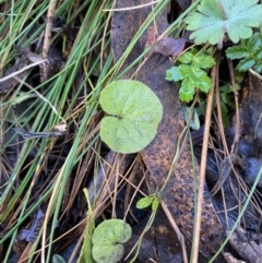 Dichondra repens at Uriarra, NSW - 30 Jul 2023 09:36 AM