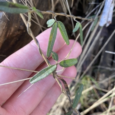 Glycine clandestina (Twining Glycine) at Uriarra, NSW - 29 Jul 2023 by Tapirlord