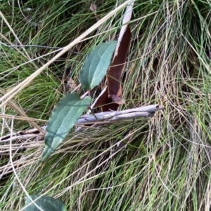 Clematis aristata at Uriarra, NSW - 30 Jul 2023