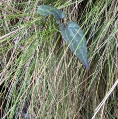 Clematis aristata at Uriarra, NSW - 30 Jul 2023