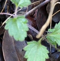 Veronica calycina (Hairy Speedwell) at Uriarra, NSW - 29 Jul 2023 by Tapirlord