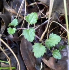 Veronica calycina at Uriarra, NSW - 30 Jul 2023