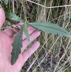 Senecio sp. (A Fireweed) at Uriarra, NSW - 29 Jul 2023 by Tapirlord