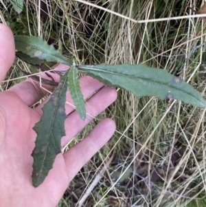 Senecio sp. at Uriarra, NSW - 30 Jul 2023 09:36 AM