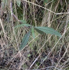 Senecio sp. at Uriarra, NSW - 30 Jul 2023