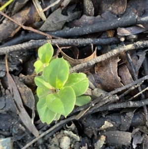 Coprosma hirtella at Uriarra, NSW - 30 Jul 2023 09:35 AM