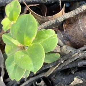 Coprosma hirtella at Uriarra, NSW - 30 Jul 2023 09:35 AM