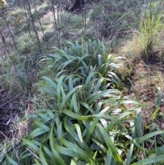 Dianella tasmanica (Tasman Flax Lily) at Uriarra, NSW - 30 Jul 2023 by Tapirlord