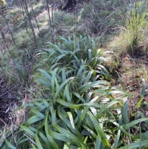 Dianella tasmanica at Uriarra, NSW - 30 Jul 2023 09:35 AM