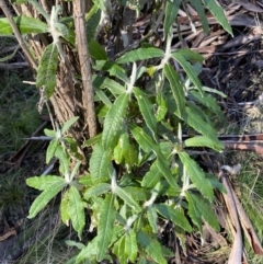 Bedfordia arborescens (Blanket Bush) at Uriarra, NSW - 30 Jul 2023 by Tapirlord