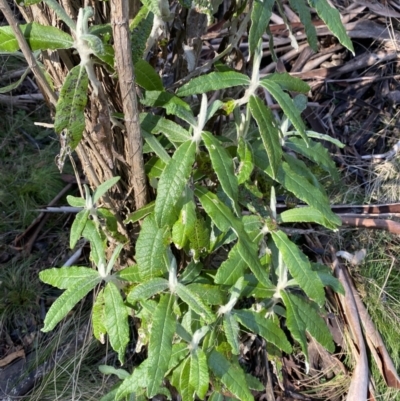 Bedfordia arborescens (Blanket Bush) at Uriarra, NSW - 30 Jul 2023 by Tapirlord