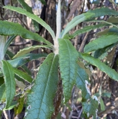 Bedfordia arborescens at Uriarra, NSW - 30 Jul 2023