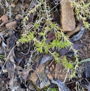 Stellaria pungens at Uriarra, NSW - 30 Jul 2023