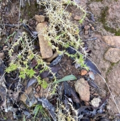 Stellaria pungens at Uriarra, NSW - 30 Jul 2023