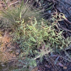 Eucalyptus radiata subsp. robertsonii at Uriarra, NSW - 30 Jul 2023 09:34 AM